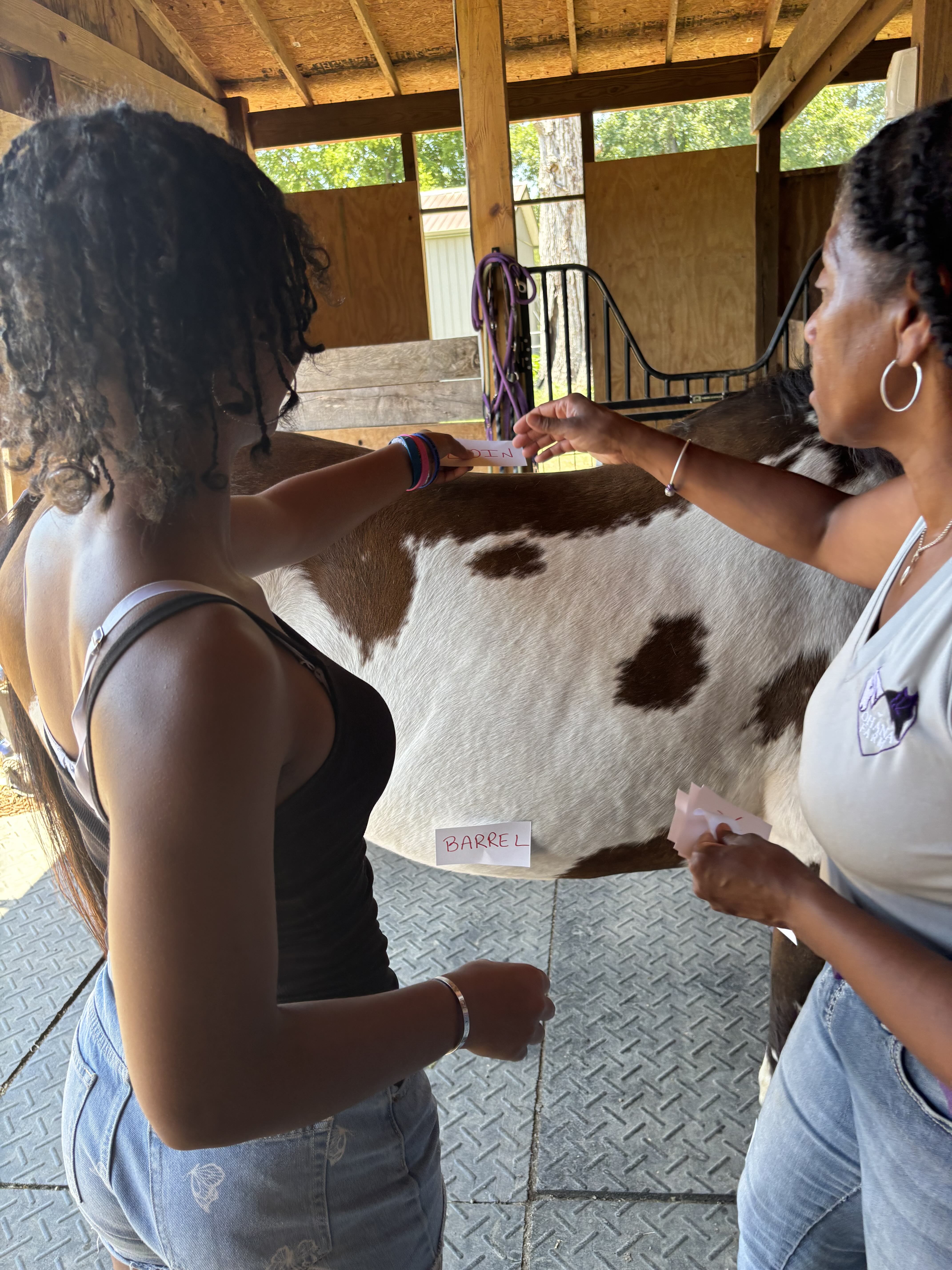 students labeling horse body parts