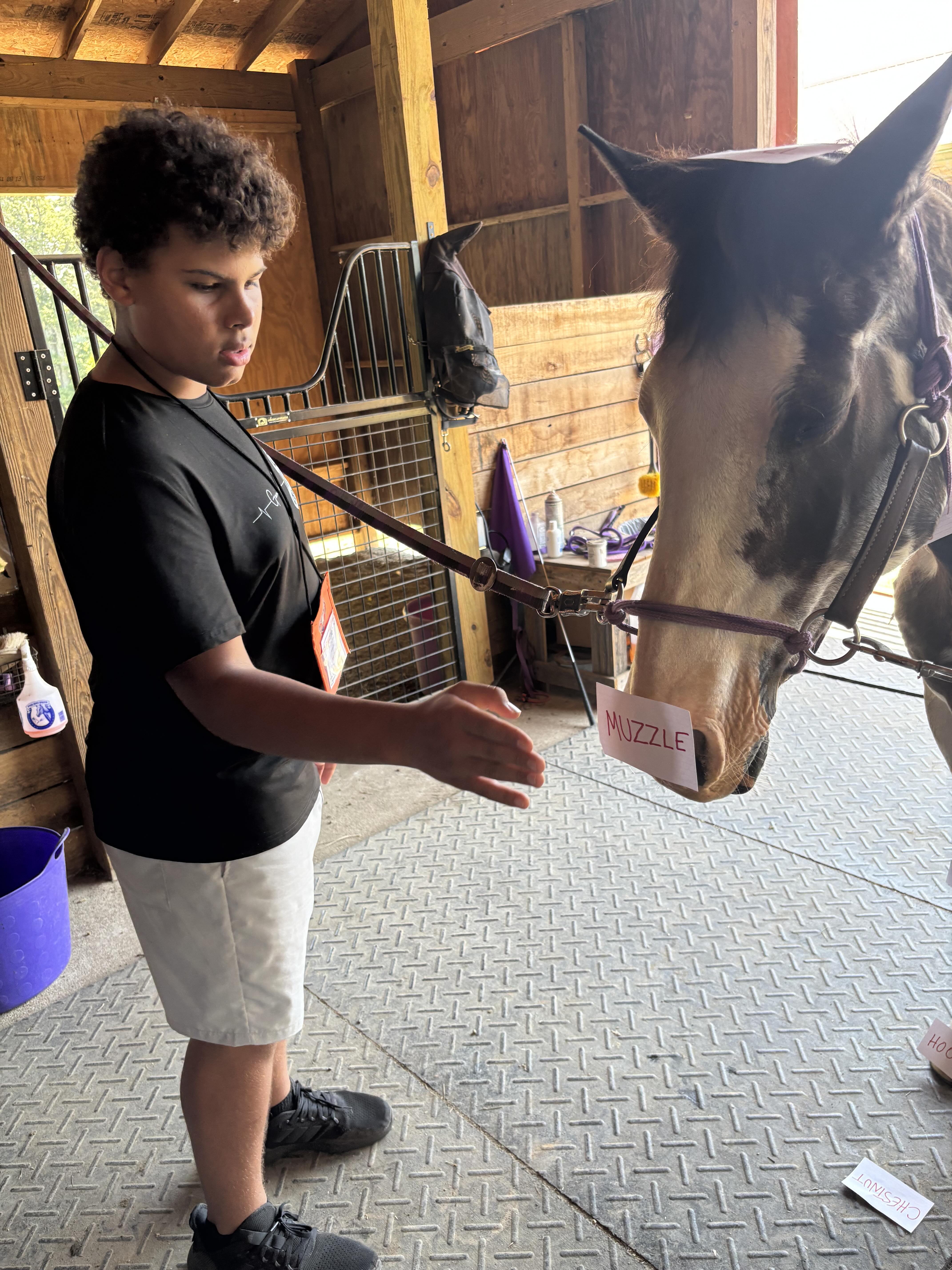 student labeling horse body parts