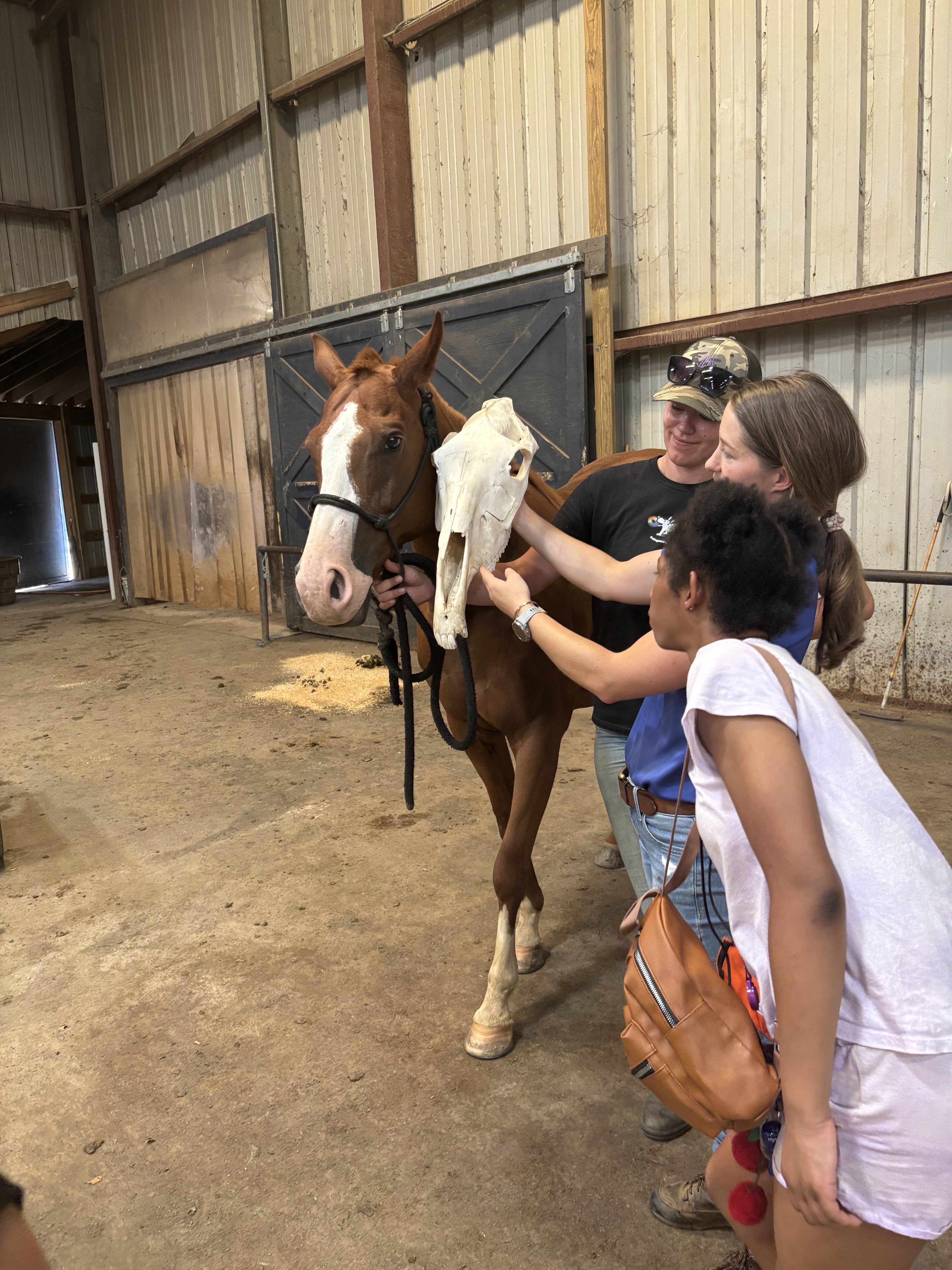 students comparing a horse skeleton to a horse head